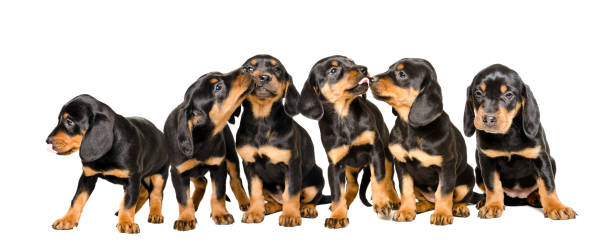 istock Adorable puppies together isolated on white background 1158030105