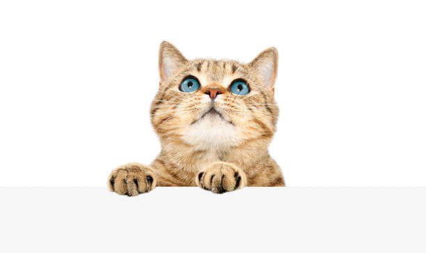istock Attractive  cat peeking from behind a banner 1158030110