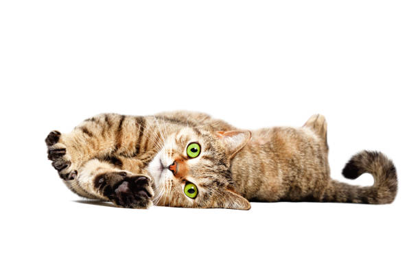 istock Charming cat Scottish Straight lying isolated on white background 1158030113