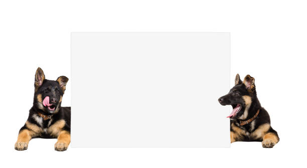 istock German Shepherd puppies peeking from behind banner isolated on white background 1158030158