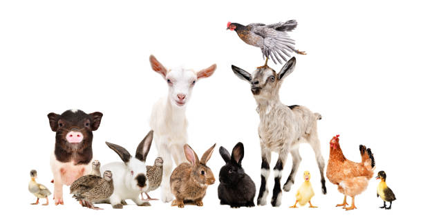 istock Group of funny farm animals 1158030169