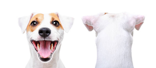 istock Jack Russell Terrier, closeup, front view and back view, isolated on white background 1158030174