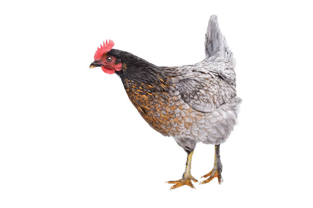 любопытная серая курица, вид сбоку, изолированный на белом фоне - poultry animal curiosity chicken стоковые фото и изображения