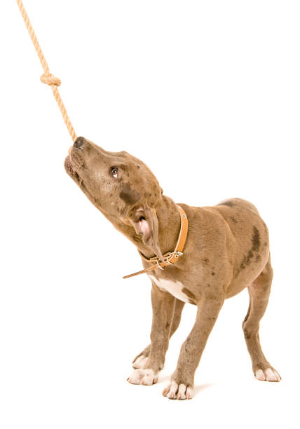 istock Pitbull puppy playing with a rope 1158030178