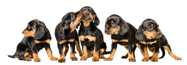 istock Five adorable puppies together isolated on white background 1158030181