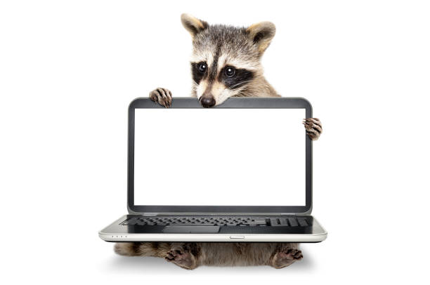 Portrait of a cute raccoon sitting with laptop stock photo
