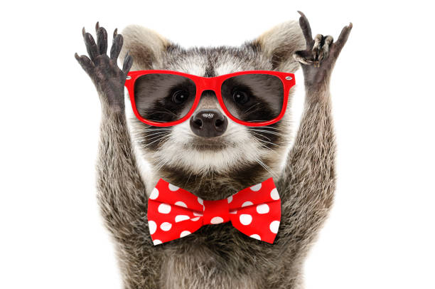 Portrait of a funny raccoon in sunglasses and in bow showing a rock gesture stock photo
