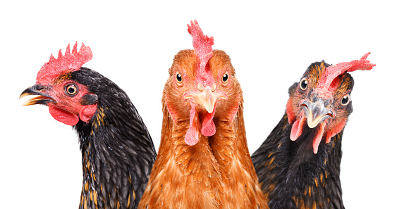 Portrait of  three chickens, closeup, isolated on white background