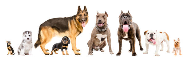 istock Group of eight cute dogs isolated on white background 1158030235