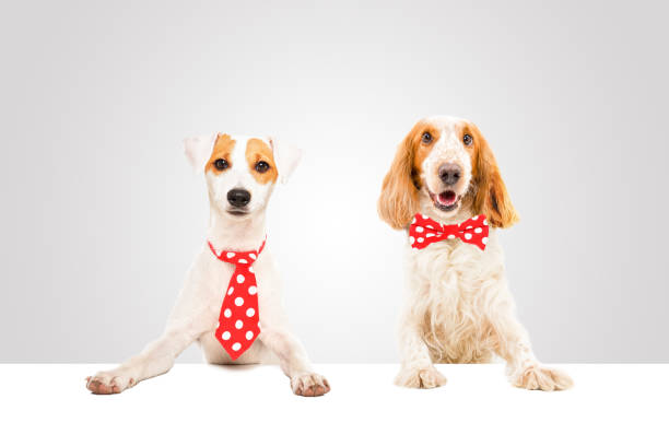 istock Two attractive business dogs 1158030272