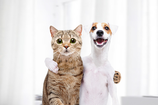 Portrait of a dog Jack Russell Terrier and cat Scottish Straight hugging each other