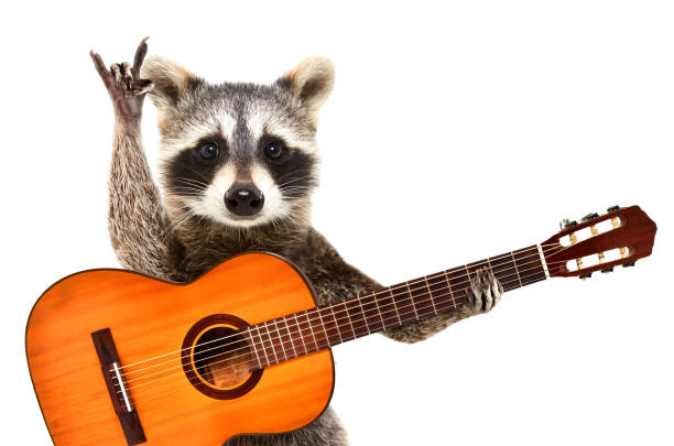 Portrait of a funny raccoon with  acoustic guitar, showing a rock gesture, isolated on white background Portrait of a funny raccoon with  acoustic guitar, showing a rock gesture, isolated on white background bass guitar photos stock pictures, royalty-free photos & images