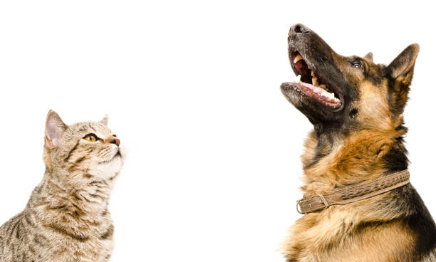 istock Scottish Straight cat and German Shepherd dog, looking up 1158030324