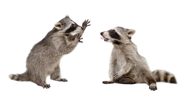 istock Two funny raccoon playing together 1158030330