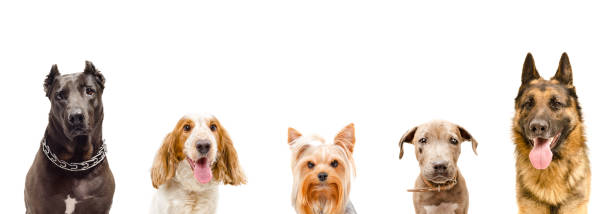istock Portrait of dogs together 1158030331