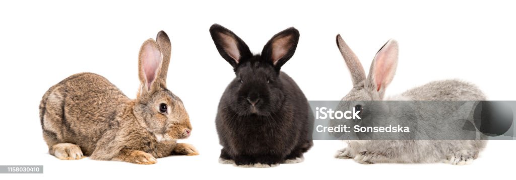 Three rabbits together isolated on white background Rabbit - Animal Stock Photo