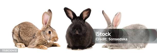 Three Rabbits Together Isolated On White Background Stock Photo - Download Image Now