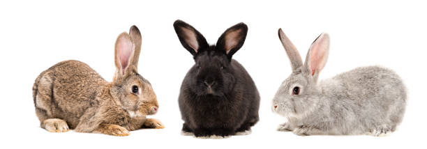three rabbits together isolated on white background - pets curiosity cute three animals imagens e fotografias de stock