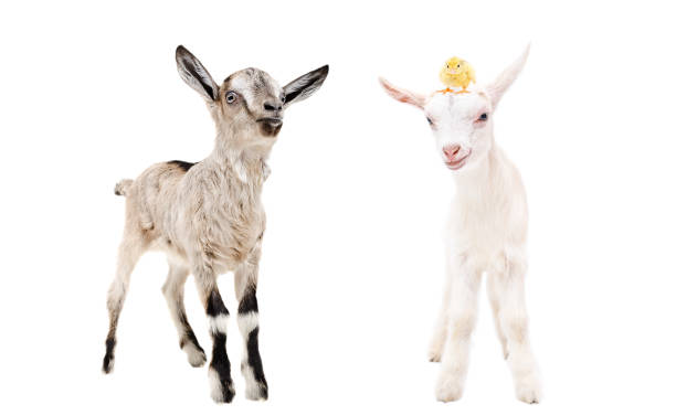 istock Two little goatlings with chicken on head isolated on white background 1158030463