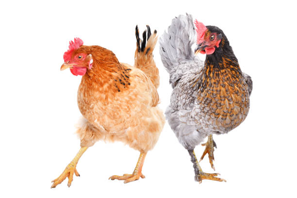 two hens standing  isolated on white background - poultry animal curiosity chicken imagens e fotografias de stock