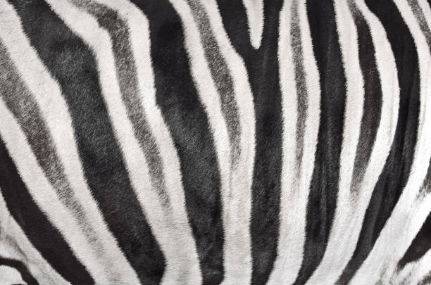 The structure of the zebra skin, macro