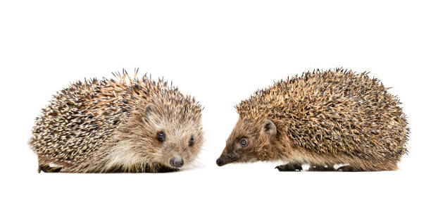 istock Two cute hedgehogs sitting together isolated on white background 1158030470