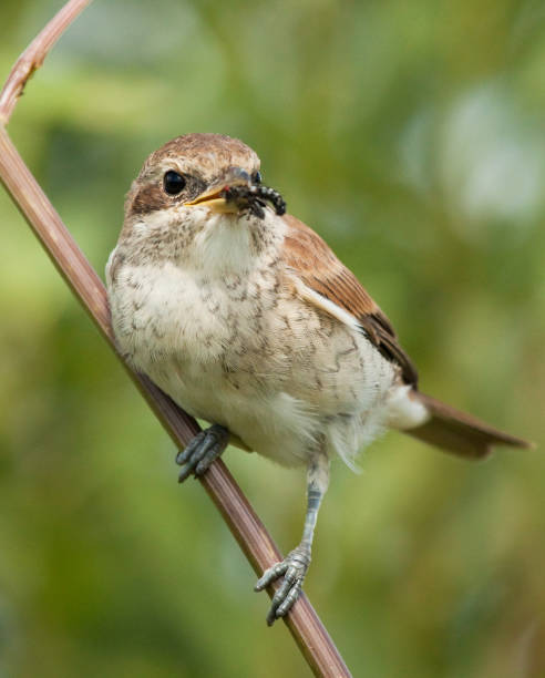 istock Young Red-backed Shrike (Lanius collurio) with fly 1158031556