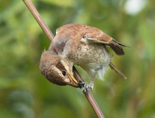istock Young Red-backed Shrike (Lanius collurio) with fly 1158031563