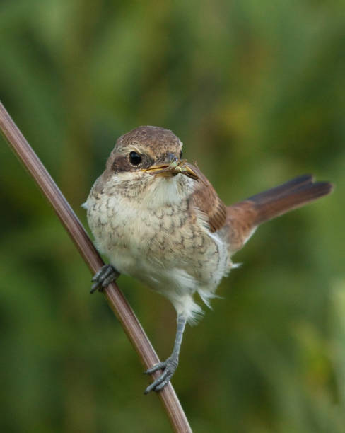 istock Young Red-backed Shrike (Lanius collurio) with fly 1158031588