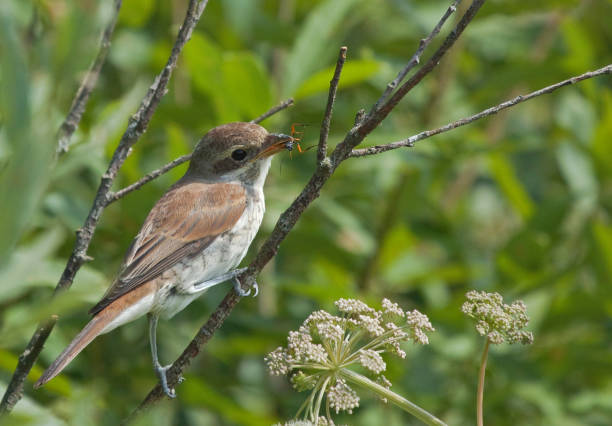 istock Young Red-backed Shrike (Lanius collurio) with fly 1158031600