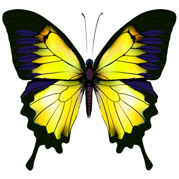 motyl. żółty motyl izolowane ilustracji wektora na białym tle. nieistniejący okaz zoologii motyla - lemony stock illustrations