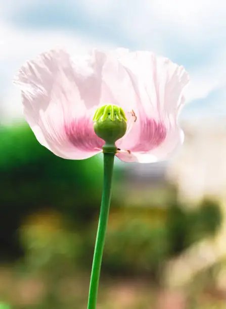 Single pink Iceland poppy showing the capsule in a close up side view growing outdoors in the garden