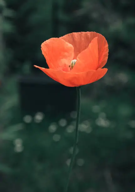 Single red Icelandic poppy against a dark background growing outdoors in the garden in late spring with copy space