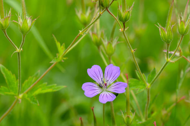 istock A beautiful wildflower grows in a meadow. 1158034073