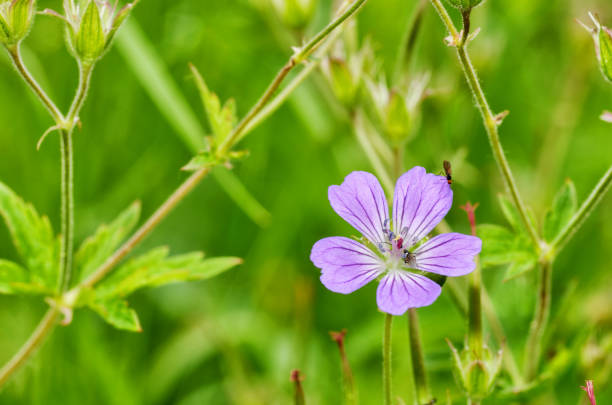 istock A beautiful wildflower grows in a meadow. 1158034085