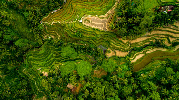 istock Beautiful Rice Terraces on the Bali Island. 1158034168