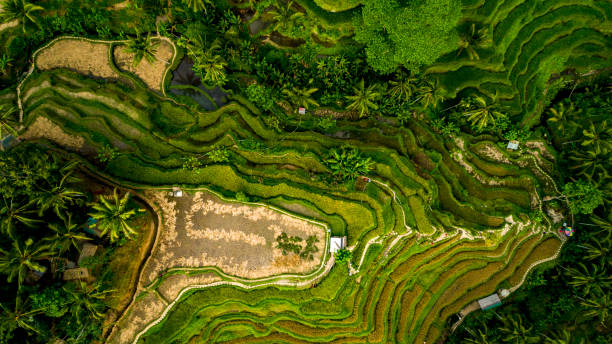 istock Amazing Landscape Above Rice Terraces 1158034174
