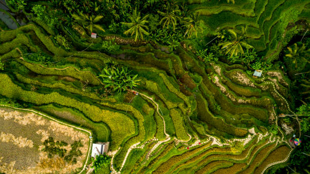 istock Amazing Landscape Above Rice Terraces 1158034179