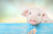 schwein.jpg?b=1&s=170x170&k=20&c=J9N3bBChTpMbPdDHZwwHf31YZ0jlz0vCFLUmJqvKrA0=