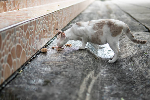 istock Stray cat eating food from concrete floor 1158035973