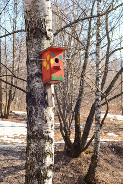 istock colorful birdhouse weighs on a tree in spring park 1158037357