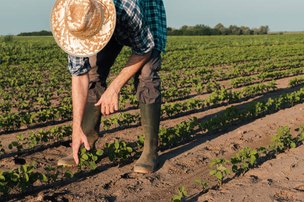 istock Farmer working on soybean plantation 1158039562