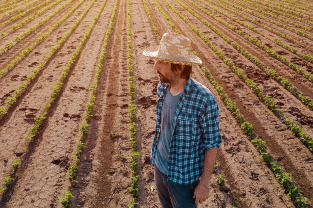istock Farmer standing in cultivated soybean field 1158039564