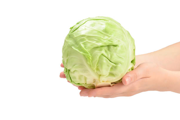 istock Cabbage in woman hand isolated on white background. 1158039656
