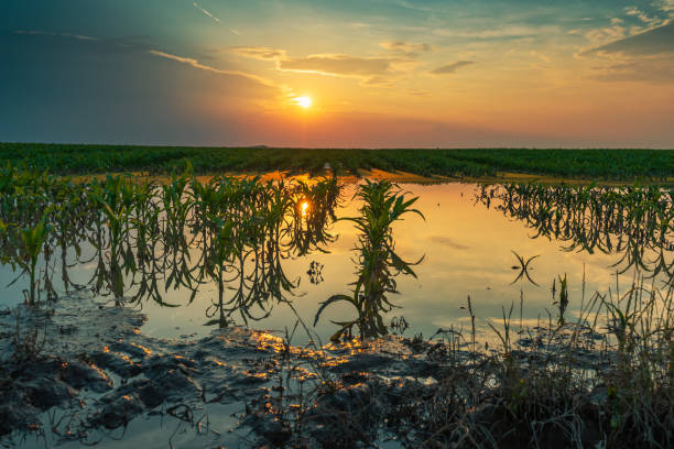 Flooded young corn field plantation with damaged crops in sunset after severe rainy season that will impact the yield of cultivated plant