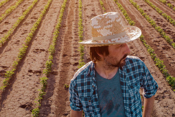istock Farmer standing in cultivated soybean field 1158040161