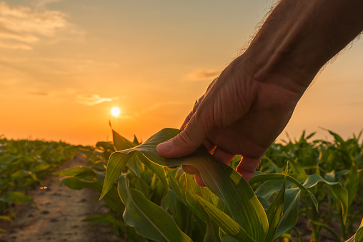 Farmer is examining corn crop plants in sunset. Close up of hand touching maize leaf in field.