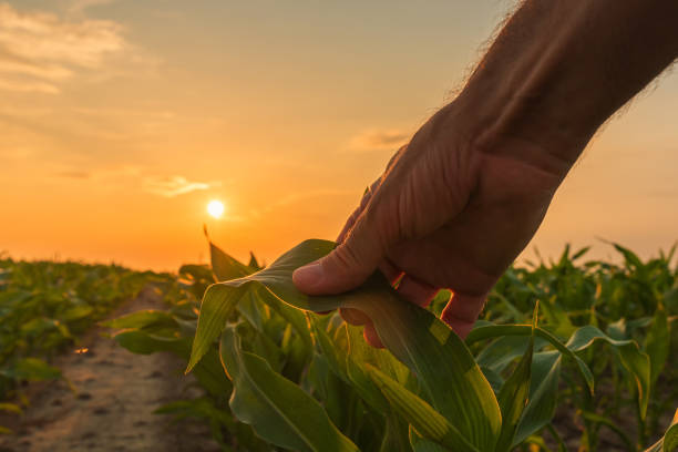 Farmer is examining corn crop plants in sunset Farmer is examining corn crop plants in sunset. Close up of hand touching maize leaf in field. agronomist photos stock pictures, royalty-free photos & images