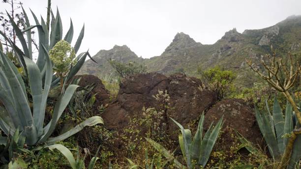 istock scenic landscape on tenerife island 1158040478
