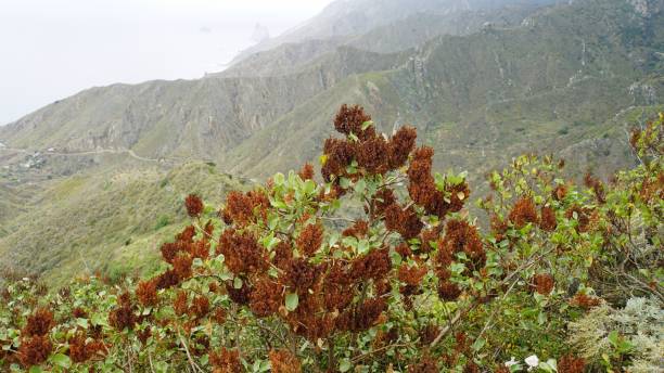 istock scenic landscape on tenerife island 1158040531